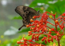 0102 Bali Butterfly Park