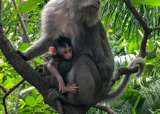 0173 Sacred Monkey Forest Sanctuary