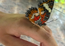 0112 Bali Butterfly Park