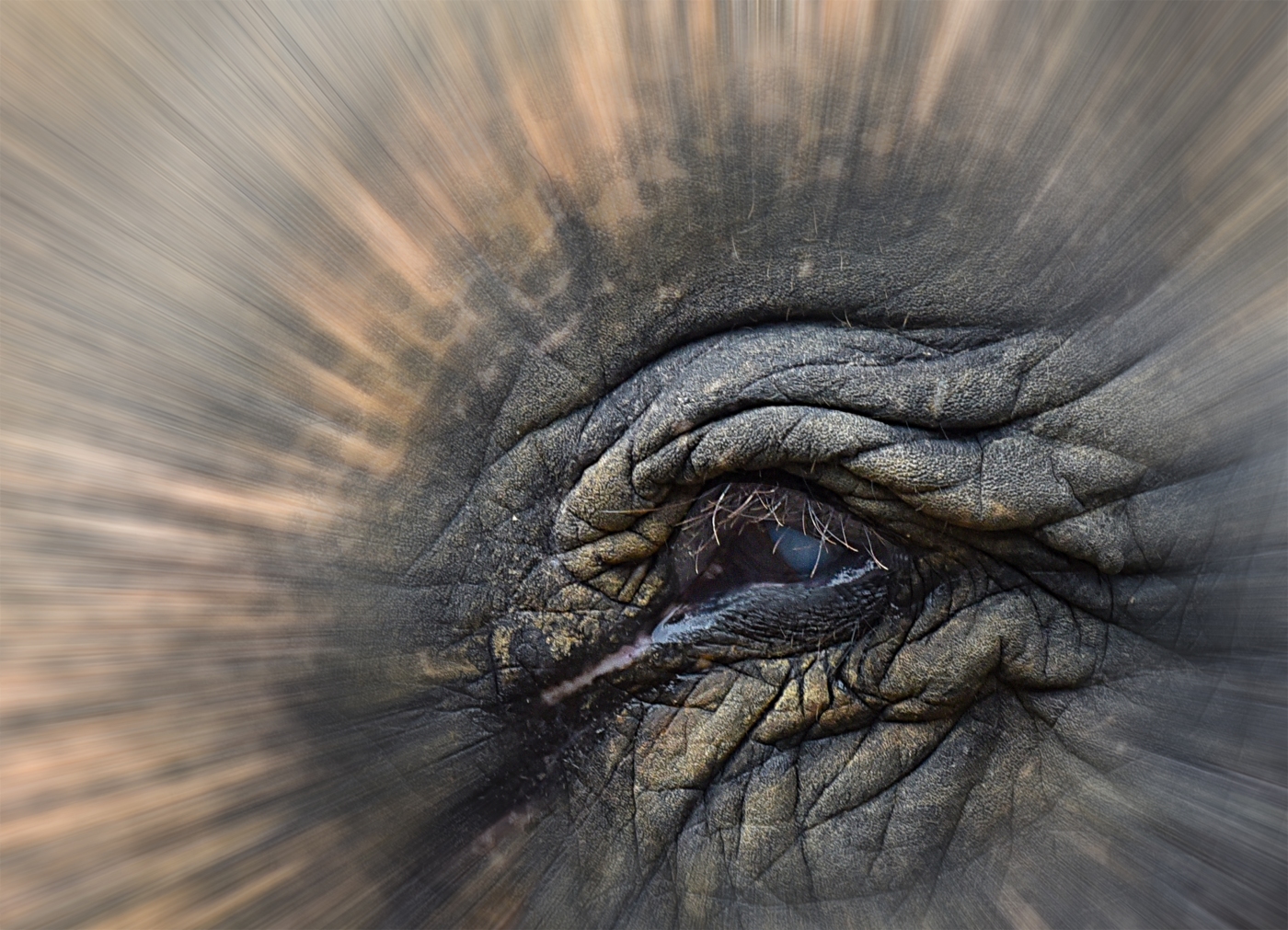 DSC_1178x-Elefant-web