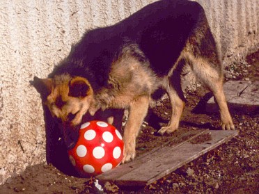 Ungarn - Griechenland (Thassos)
