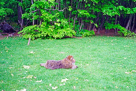 Affenberg Salem__010