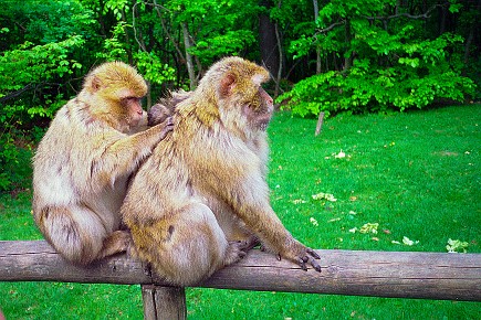 Affenberg Salem__013