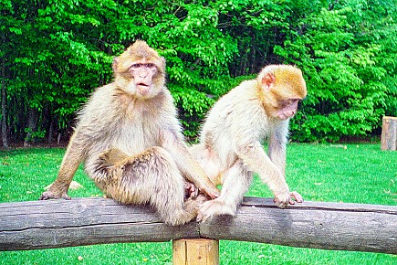 Affenberg Salem__014