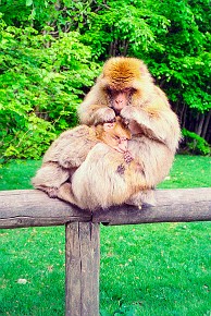 Affenberg Salem__022