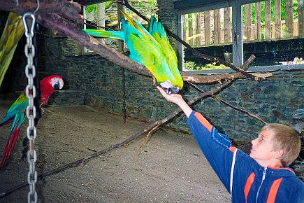 Vogelburg Weilrod__007