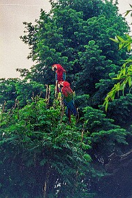 Vogelburg Weilrod__012