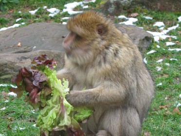 Affenberg – Strasburg 2007